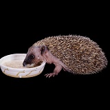 Baby Hedgehog eating cereal