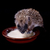 Baby Hedgehog lapping up milk