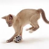 Lilac Tonkinese kitten pouncing a clockwork toy
