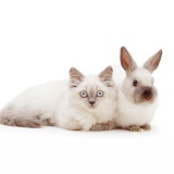 Colourpoint kitten with colourpoint Dwarf rabbit