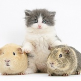 Grey-and-white kitten with Guinea pigs