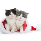 Black-and-white and grey-and-white kittens in Santa hat