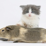 Grey-and-white kitten with a Guinea pig