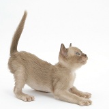 Burmese kitten, 7 weeks old, about to leap