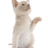 Burmese kitten, 7 weeks old, with paw up