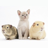 Burmese kitten, 7 weeks old, and two guinea pigs