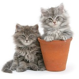 Maine Coon kittens playing in a terracotta flowerpot