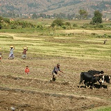 Zebu pair used to plough rice paddies. Madagascar