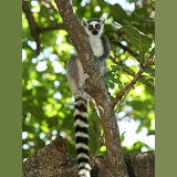 Ring-tailed lemur