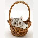 Silver tabby Exotic kitten in a wicker basket