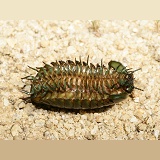 Giant pill millipede underside