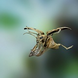 Wood Boring Beetle in flight