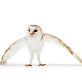 Barn Owl with wings spead