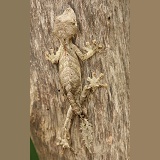 Gecko camouflaged on bark
