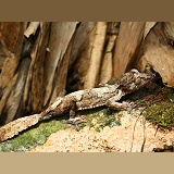 Leafy gecko camouflaged on bark