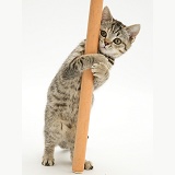British Shorthair Brown Spotted kitten 'pole dancing'
