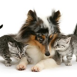 Silver tabby kittens and Sheltie
