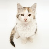 Tortoiseshell-and-white Calico Maine Coon kitten looking up