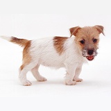 Jack Russell Terrier pup standing