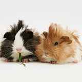 Bad-hair-day Guinea pigs