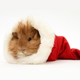Guinea pig in a Santa hat