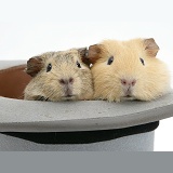 Guinea pigs in a top hat