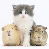 Grey-and-white kitten with Guinea pigs