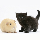 Black kitten with a yellow Guinea pig