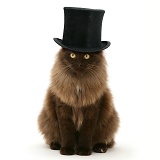Fluffy dark chocolate Birman-cross cat with a top hat on