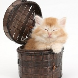 Maine Coon kitten, 7 weeks old, asleep in a basket