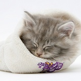 Maine Coon kitten asleep a woolly hat