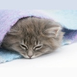 Sleepy Maine Coon kitten under a blanket