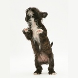 Westie x Jack Russell pup dancing