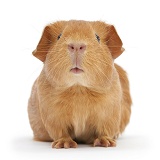 Young red smooth-haired Guinea pig