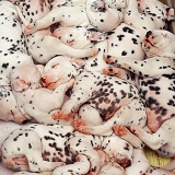 Sleeping Dalmatian pups