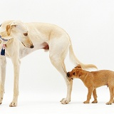 Saluki Lurcher and pup