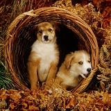 Two sable Irish Border Collie pups in a wicker basket