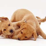 Yellow Labrador Retriever pups play-fighting