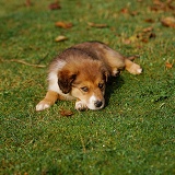 Collie-cross pup, 10 weeks old