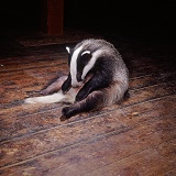 Badger cleaning himself