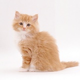Ginger-and-white female Persian-cross kitten