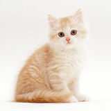 Pale ginger Chinchilla-cross kitten, 8 weeks old