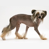 Chinese crested dog walking across