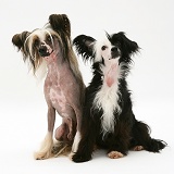 Chinese crested dog pair, sitting