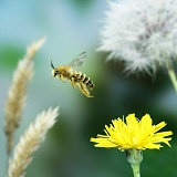 Hairy-legged Mining Bee in flight