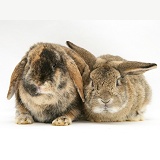 Sandy and tortoiseshell Lop rabbits