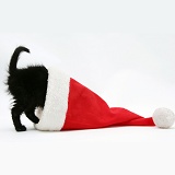 Black kitten head-first in a Santa hat
