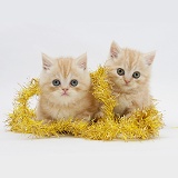 Ginger kittens with yellow tinsel