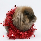Lionhead rabbit with red Christmas tinsel