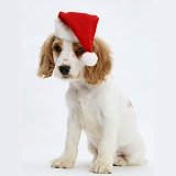 Orange roan Cocker Spaniel pup with Santa hat